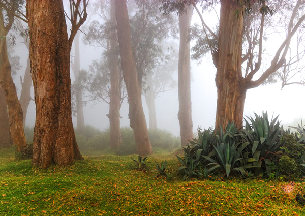 Cloud Forest Greeting Card